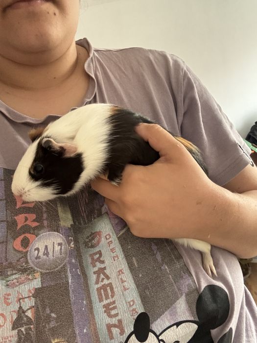 Donez porcusori de guinea