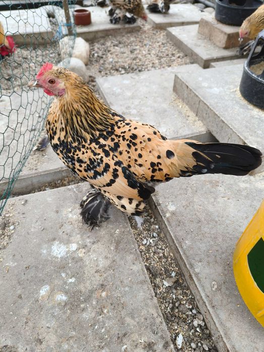 Mii de flori lemon (galben citrin portelan)