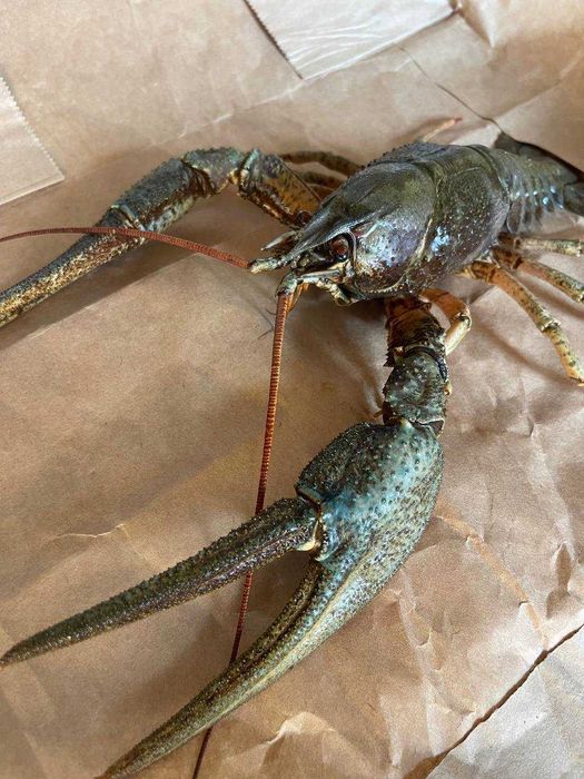 Раки оптом по Узбекистану