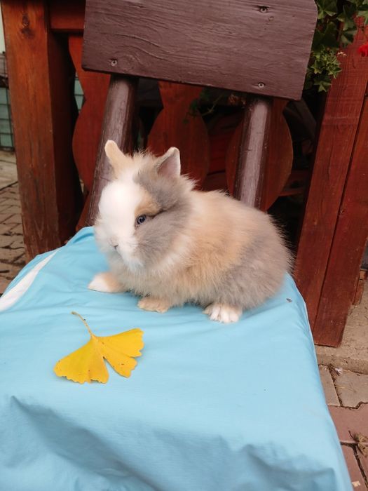 Iepurași Cap de leu cu ochii albaștri