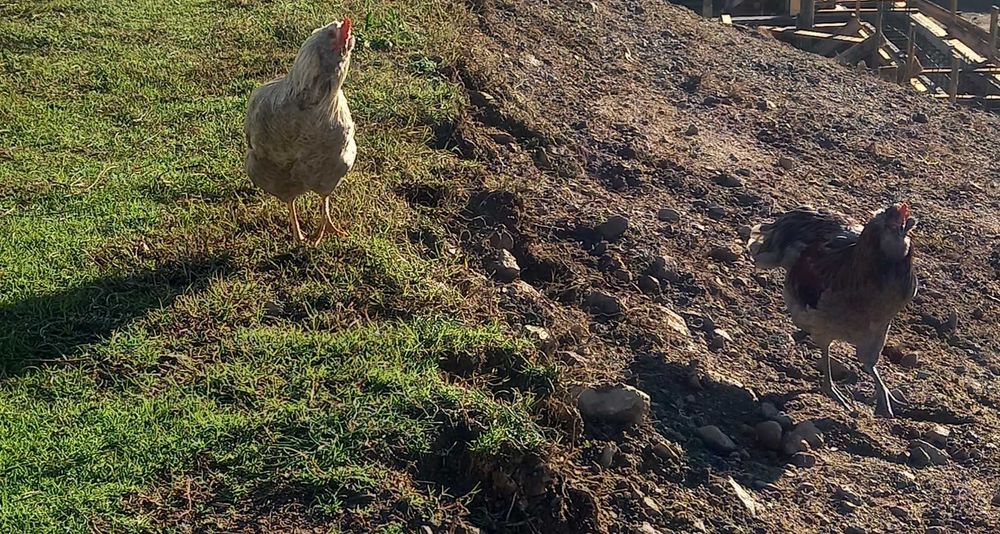 Петлета Араукана