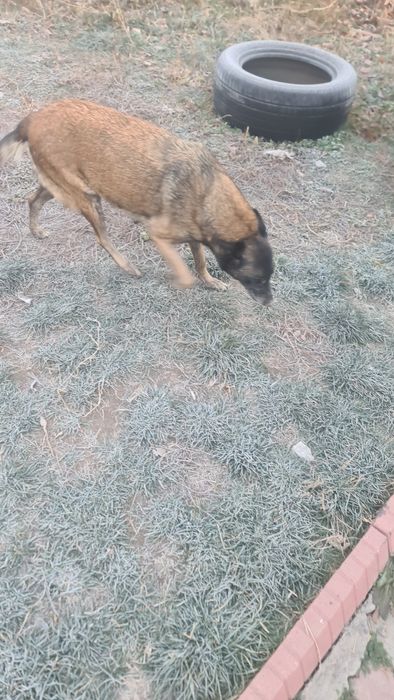 Щенки бельгийской овчарки (смесь)