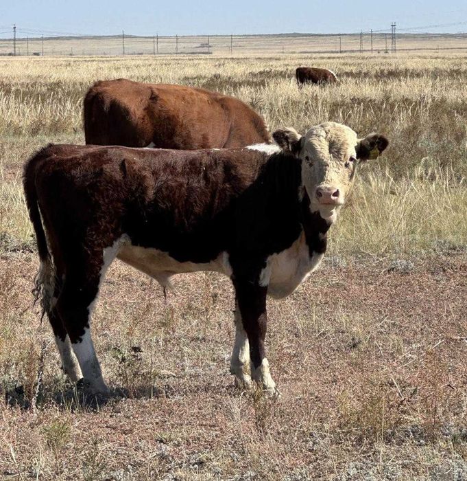 Продам годовалых бычков, на согым