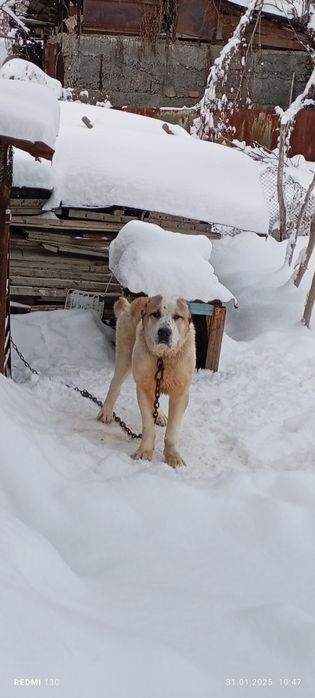 Алабай дерётся жасттко и для охраны хорошая сабака все вопросы по теле