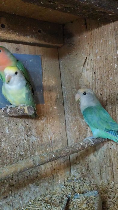 Agapornis roseicolis și Fisher