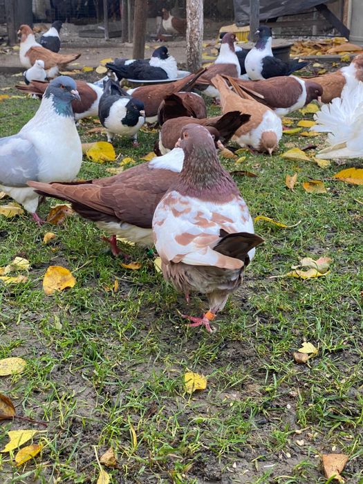 Vand porumbei rasa strasseri si rotati