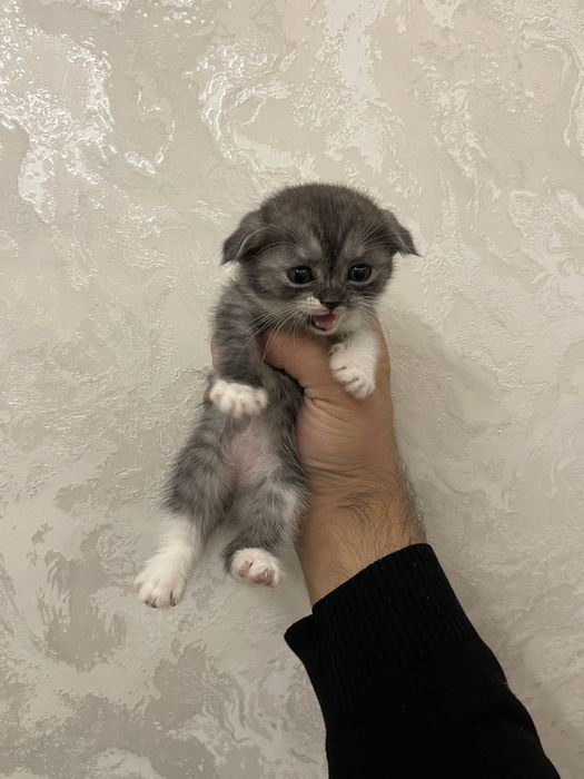 Вислоухая британка