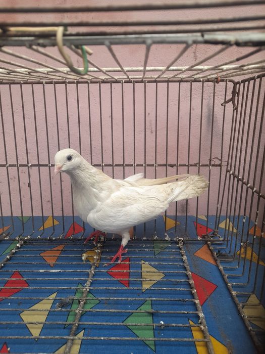 Porumbei voiajori/galateni/satineti