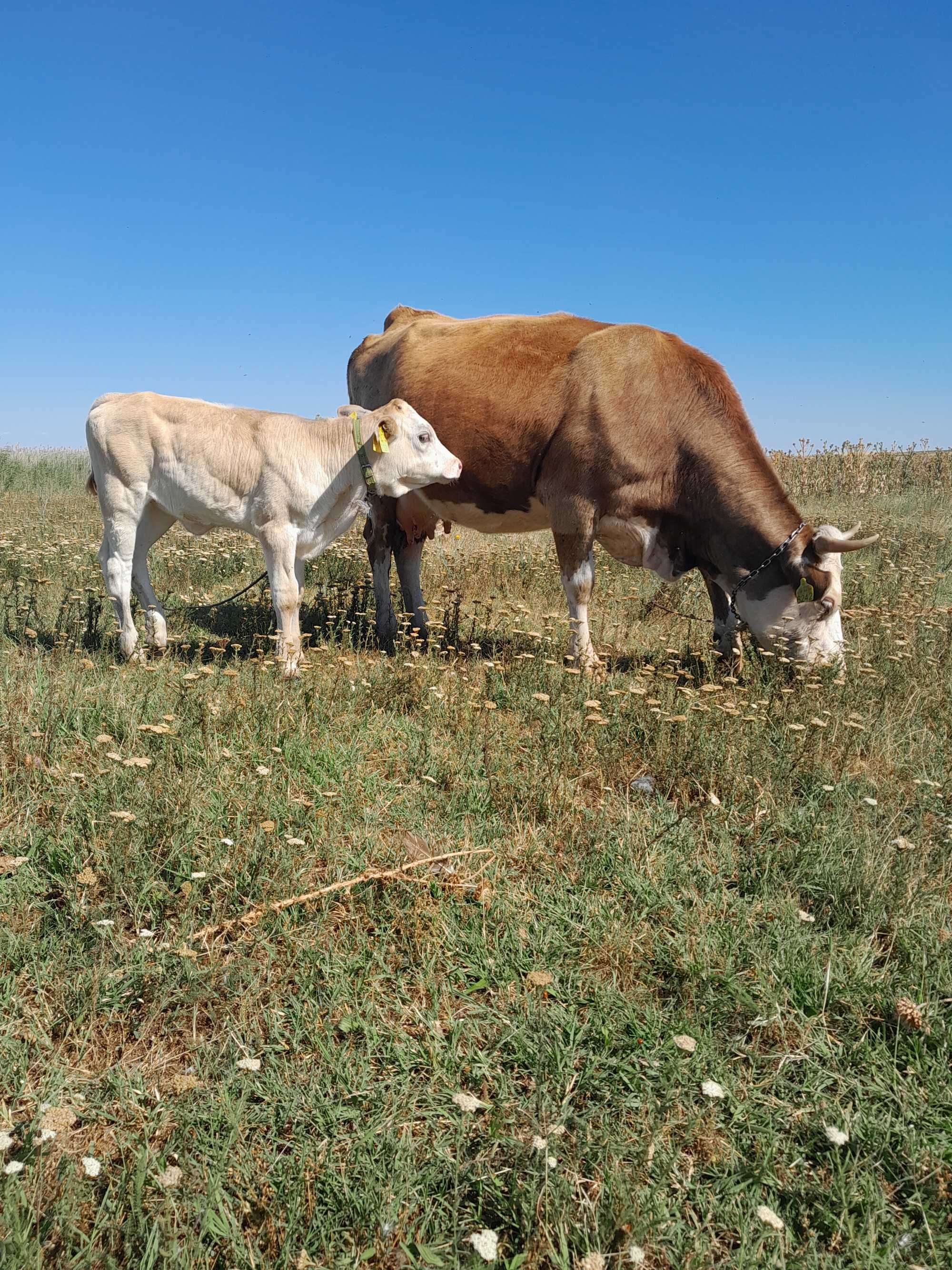 Vaca baltata romaneasca cu vitea.