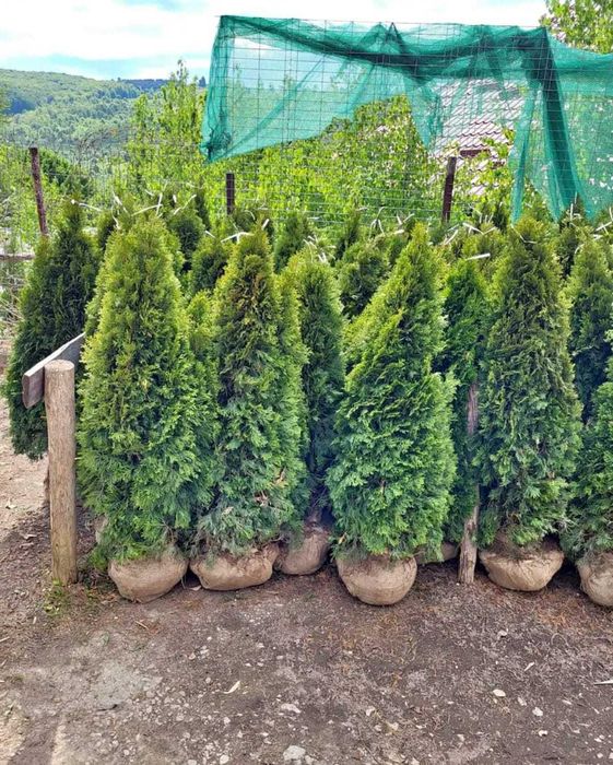 Plante ornamentale de calitate pentru amenajări deosebite