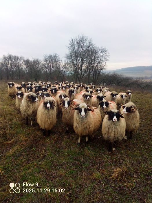 Vand oi breze frumoase