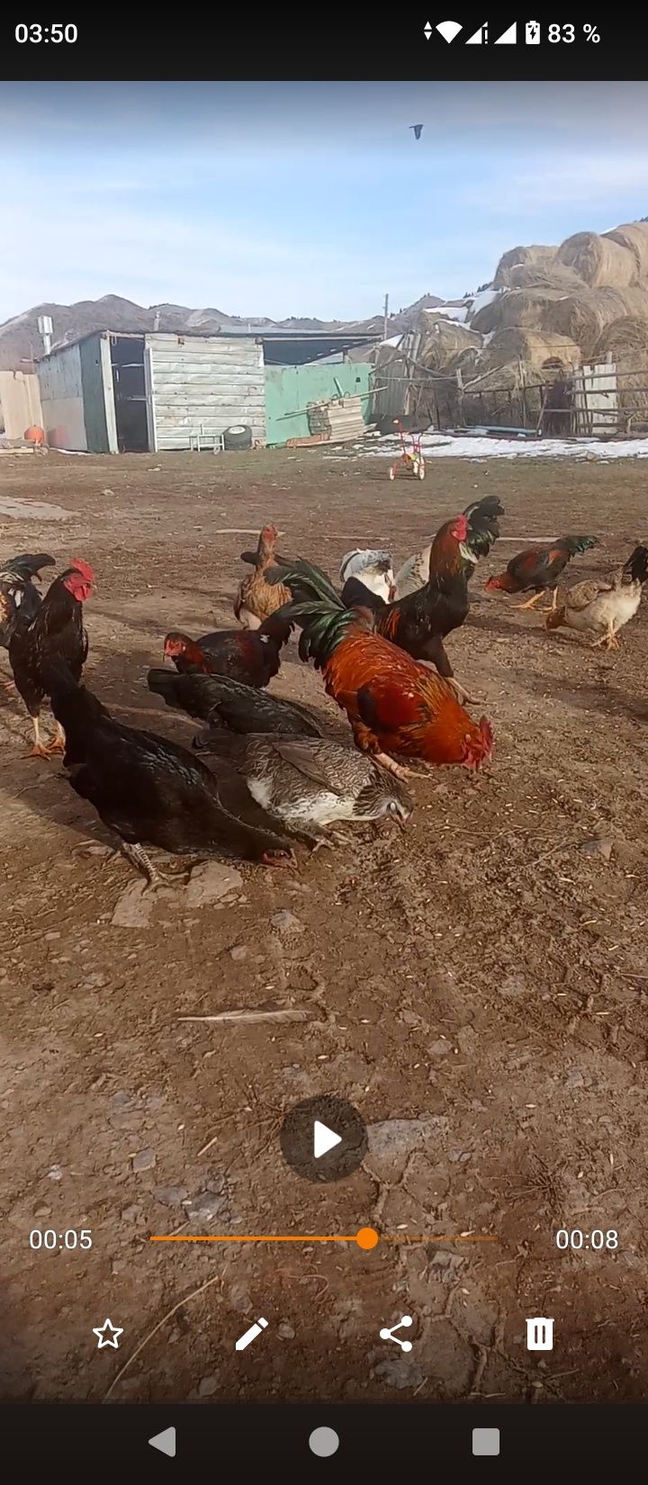 Куры петухи обмен дакан