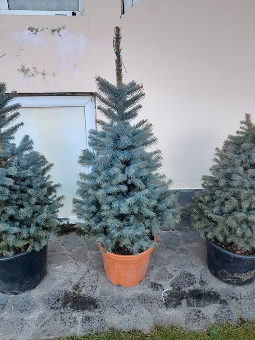 Brad argintiu si verde