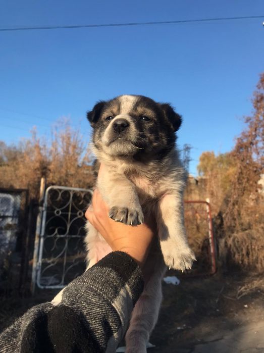 Два мальчика и девочка ищут дом! Брошены на дачах