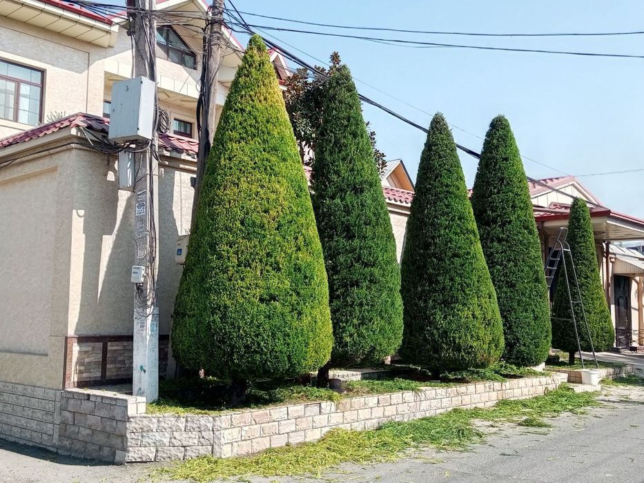 Archa kesish. Gazon ekish