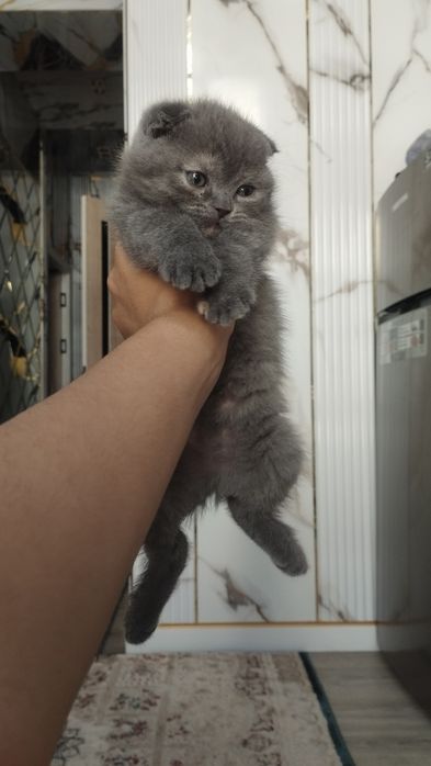 Scottish fold va Scottish strayt mushukchalar