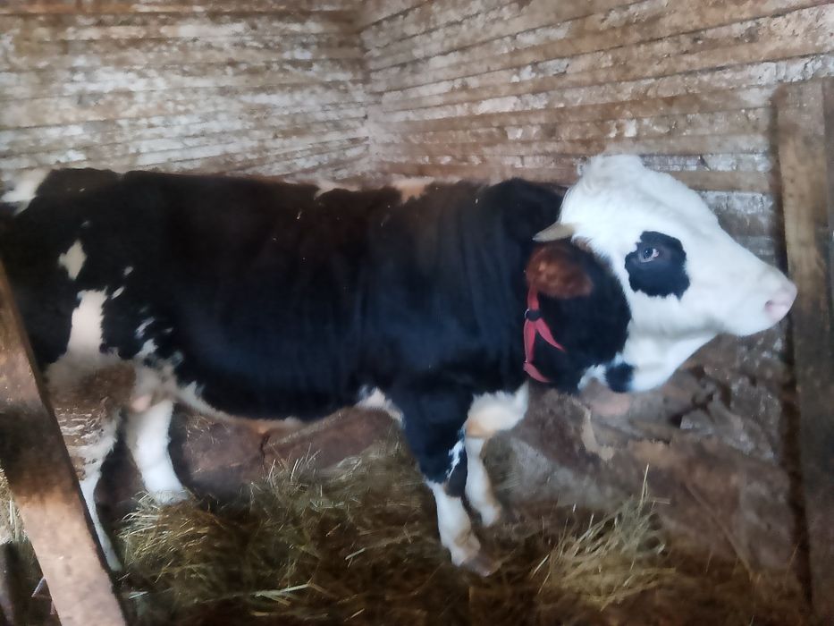 Vând vițel de rasa bălțată românească