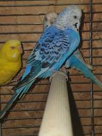 Papagali Perusi pui și maturi