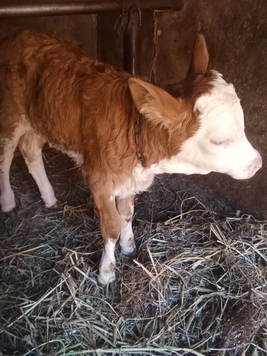 Vând vițea de lapte grasa și frumoasa preț 13 mil