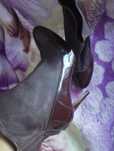 Botine din piele naturala marca L.K.Bennet