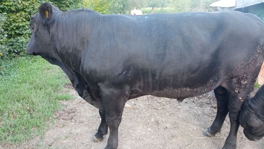 Tauri Angus certificat de origine