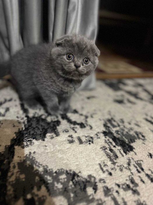 Britanskiy skotish fold mushukcha