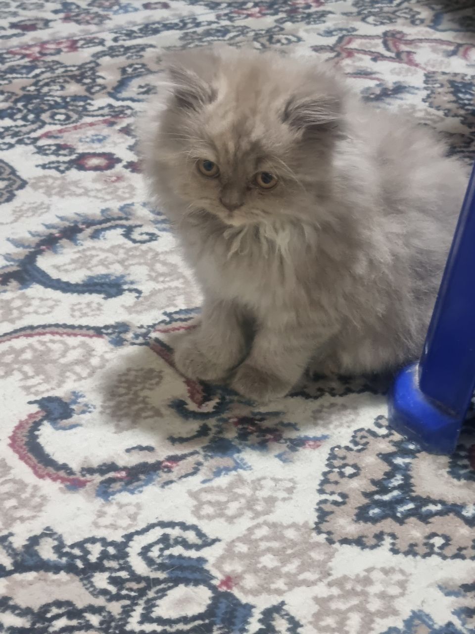 Кошка  скотшфолд mushuk