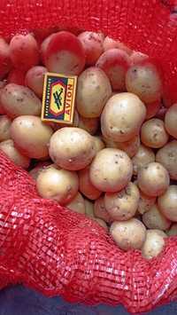 Картофель Галла "семена"