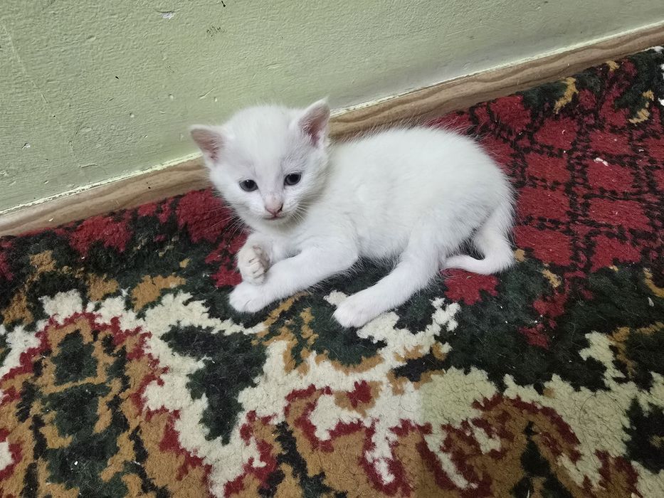 Mushukchalar, котята