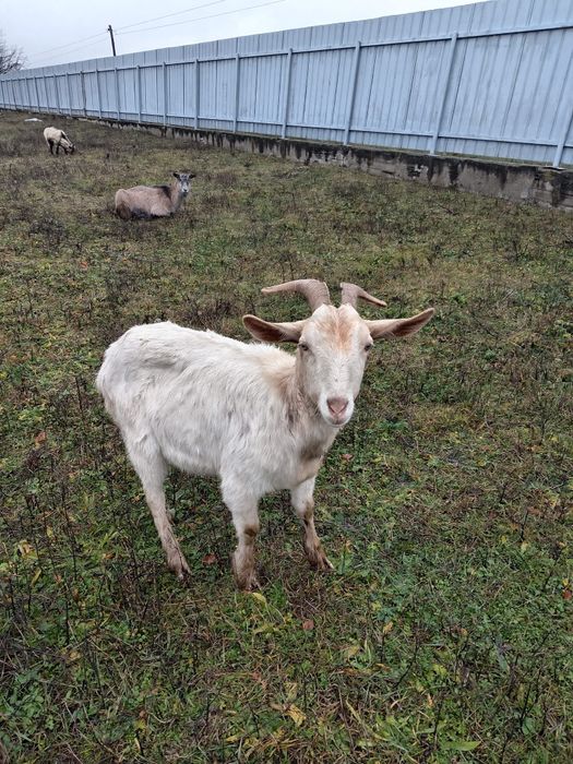 Vand capre bune de lapte a fata