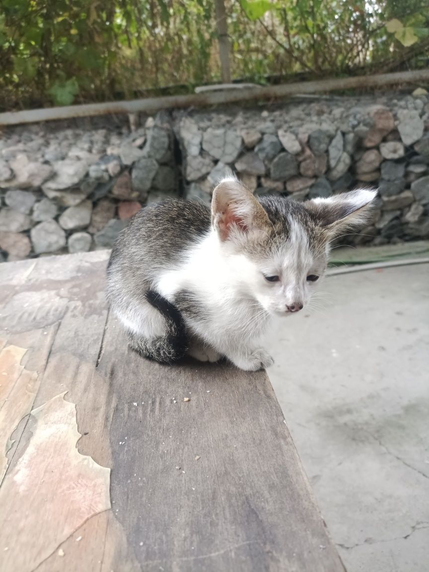 Котят отдам даром
