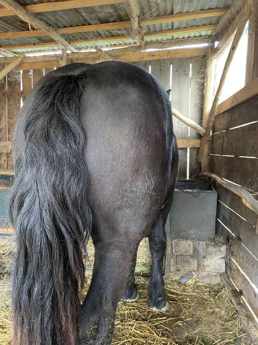 Armasar negru de vanzare