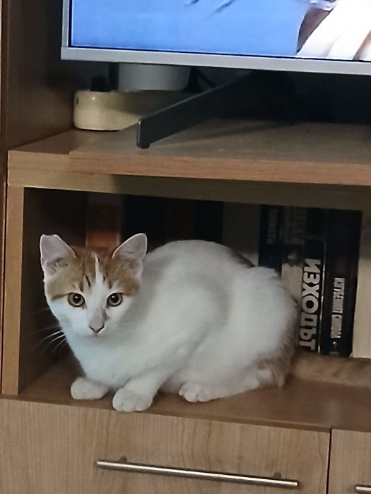 2 котета спешно търсят дом