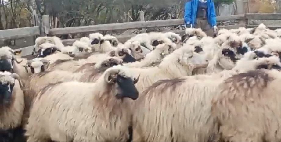 Oi țurcane de vânzare