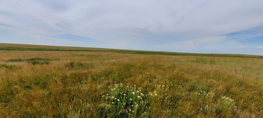 Продам 800 га з.у., 461 га пашни, 339 га пастбища