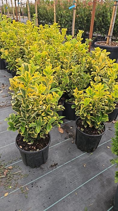 Prunus laucerasus- Photinia red- Leylandi- Euonymus