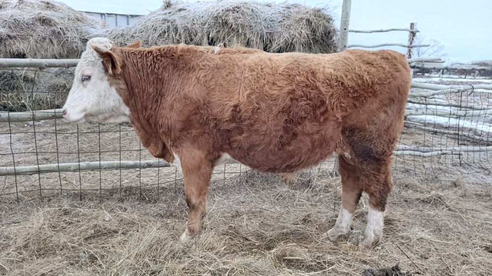 Продам быка 1,5 года