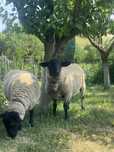 De vanzare oi SUFFOLK