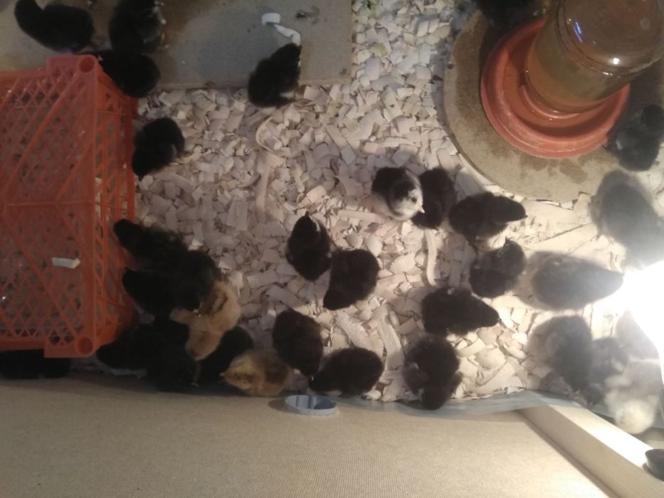 ИНКУБАТОРИ АВТОМАТ на 528шт и 1056 шт ЯИц+ВЫВАДНОЙ+Брудер Комплектда