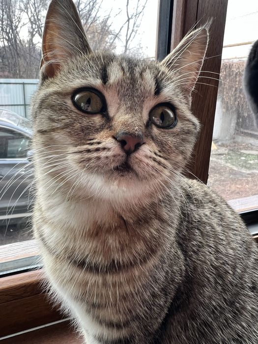 Отдам котенка в добрые руки