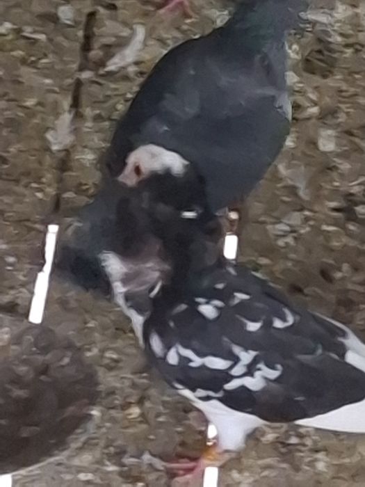 De vânzare o pereche de capucini