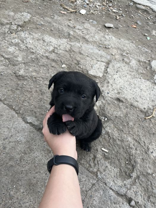 4 щеночка, смешанные ( лабродор и шарпей)