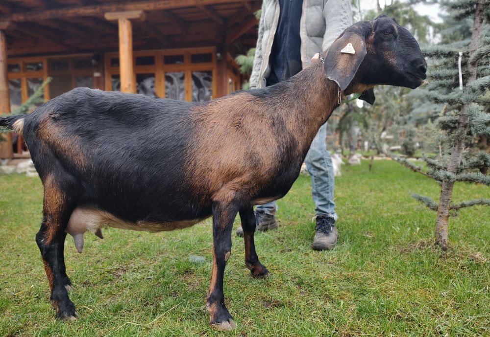 Disponibilă capra ANGLO NUBIANA cu Pedigree