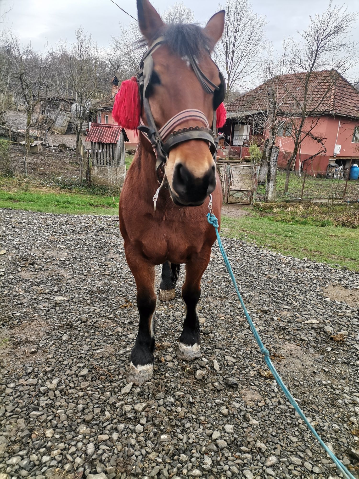 Vând iapă frumoasa