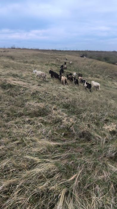 Capre,tienere si iede