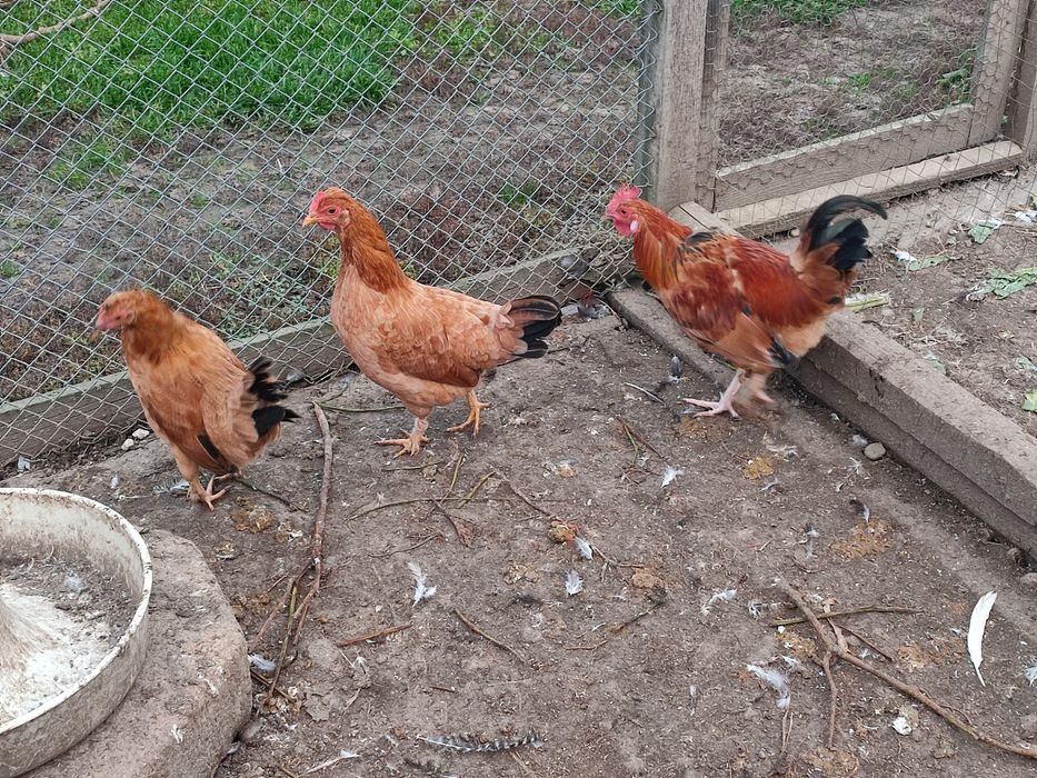 Puicuțe liliput (americane)