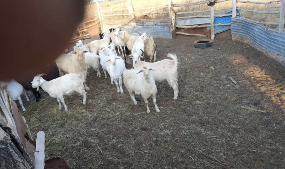 Продаются козлы срочно