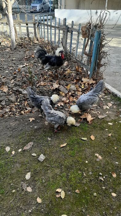 Голланка тухуми и жўжаси сотилади.