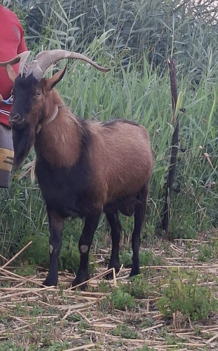 Țap Alpin Francez