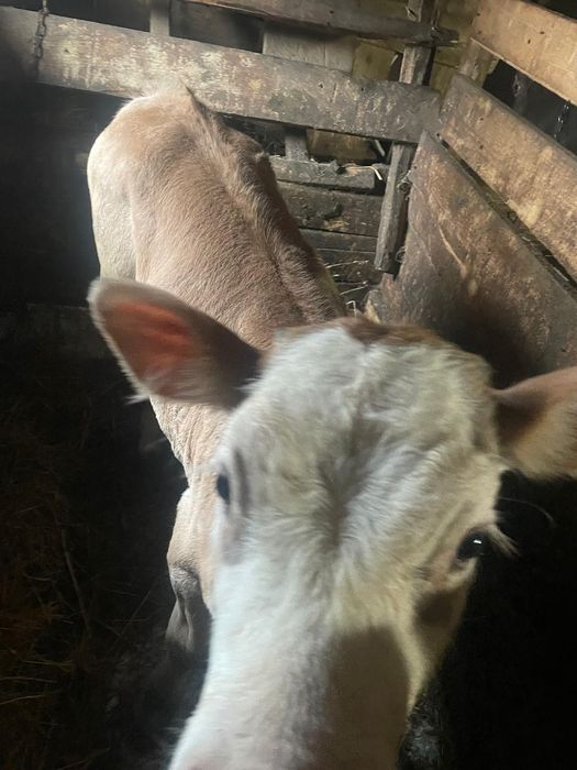 Vând Vițel rasa Brună